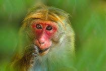 Toque Macaque (Macaca sinica sinica) female portrait in botanical garden, Sri Lanka