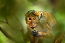 Toque Macaque (Macaca sinica sinica) young male feeding in botanical garden, Sri Lanka