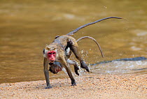 Toque Macaque (Macaca sinica sinica) female and infant crossing river, Sri Lanka