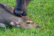 Wiild water buffalo (Bubalus arnee) and new born calf, Sri Lanka