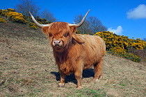 Highland Cattle on Wiveton Downs, Norfolk, April