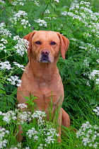 Yellow Labrador portrait in wild flowers.