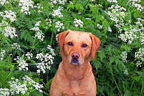 Yellow Labrador portrait in wild flowers.