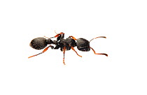 Gliding ant (Procryptocerus) Sao Paulo, Brazil. meetyourneighbours.net project