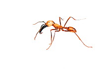 Army ant (Eciton burchelli) Sao Paulo, Brazil. meetyourneighbours.net project