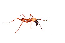 Army ant (Eciton burchelli) Sao Paulo, Brazil. meetyourneighbours.net project