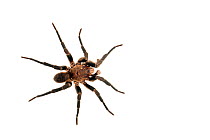 Funnel-web tarantula (Nemesiidae) Sao Paulo, Brazil. meetyourneighbours.net project