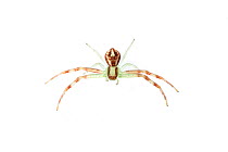 Crab spider (Misumena) Sao Paulo, Brazil. meetyourneighbours.net project