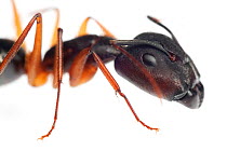 Carpenter ant (Camponotus) Sao Paulo, Brazil. meetyourneighbours.net project