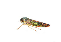 Leafhopper (Cicadellidae) Sao Paulo, Brazil. meetyourneighbours.net project