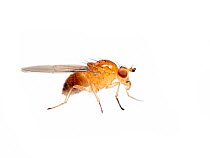 Fruit fly (Drosophila) Sao Paulo, Brazil. meetyourneighbours.net project