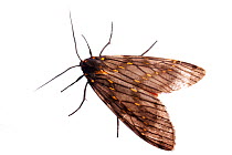 Moth (Arctiidae) Sao Paulo, Brazil. meetyourneighbours.net project