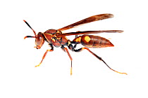 Paper wasp (Polistes) Sao Paulo, Brazil. meetyourneighbours.net project