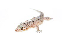 Spotted house gecko (Gekko monarchus) Kota Kinabalu, Borneo, Malaysia.  Meetyourneighbours.net project