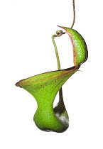 Pitcher plant (Nepenthes lowii)  Mount Kinabalu, Borneo, Malaysia.  Meetyourneighbours.net project