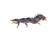 Trilobite beetle larva (Duliticola sp.) female, Crocker Range, Borneo, Malaysia.  Meetyourneighbours.net project
