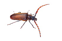 Longhorn beetle (Priotyrannus megalops) Crocker Range, Borneo, Malaysia.  Meetyourneighbours.net project