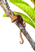 Cat gecko (Aeluroscalabotes felinus) climbing over branch, Crocker Range, Borneo, Malaysia.  Meetyourneighbours.net project