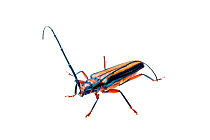 Longhorn beetle (Xystrocera festiva) Crocker Range, Borneo, Malaysia.  Meetyourneighbours.net project