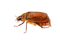 Scarab beetle (Leucopholis sp.) Crocker Range, Borneo, Malaysia.  Meetyourneighbours.net project