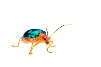 Chrysomelid beetle (Haplosonyx monticola) Crocker Range, Borneo, Malaysia.  Meetyourneighbours.net project
