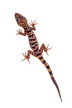 Gecko (Cyrtodactylus pubisulcus) Mount Kinabalu, Borneo, Malaysia.  Meetyourneighbours.net project