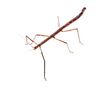 Stick insect (Phasmida) Mount Kinabalu, Borneo, Malaysia.  Meetyourneighbours.net project