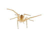 Slender crab spider (Tibellus oblongus), Colorado, USA, August. meetyourneighbours.net project