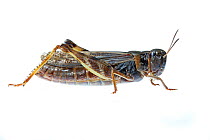 Grasshopper (Melanoplus), Colorado, USA, August. meetyourneighbours.net project