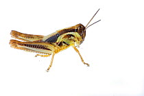 Male Red-legged grasshopper (Melanoplus femurrubrum) nymph, Colorado, USA, August.  meetyourneighbours.net project