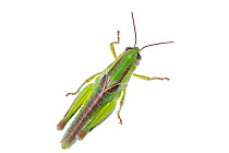 Grasshopper (Melanoplus) nymph, Colorado, USA, August. meetyourneighbours.net project