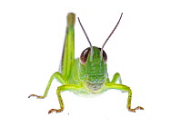Grasshopper (Melanoplus) nymph, Colorado, USA, August. meetyourneighbours.net project
