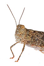 Bird grasshopper (Schistocerca), Colorado, USA, August.meetyourneighbours.net project