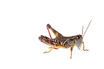 Grasshopper (Melanoplus), Colorado, USA, August. meetyourneighbours.net project
