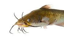 Brown bullhead catfish, (Ameiurus nebulosus) Anacostia River, Washington DC, April. Meetyourneighbours.net project