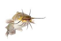 Brown bullhead catfish (Ameiurus nebulosus) Anacostia River, Washington DC, April. Meetyourneighbours.net project