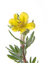 Flower, probably Shrubby cinquefoil (Dasyphora fruticosa) taken at  Lily Lake, Rocky Mountain National Park, Colorado, Rocky Mountain Bioblitz August 2012. Meetyourneighbours.net project