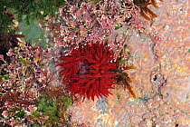 Beadlet anemone (Actinia equina) in rock pool, St John's Point, near Kilough, County Down, Northern Ireland, February 2013