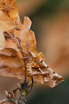 Early thorn (Selenia dentaria) on oak, in mature woodland, Banbridge, County Down, Northern Ireland, March