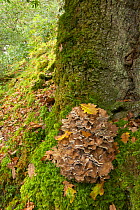 Giant polypore (Meripilus giganteus) Tomies Wood, Killarney National Park, County Kerry,Republic of Ireland, November 2012