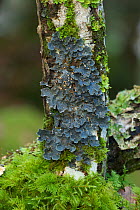 Lungwort lichen (Lobaria scrobiculata) growing on fallen birch branch, Tomies Wood, Killarney National Park, County Kerry, Republic of Ireland, November