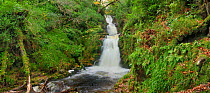 O'sullivan's cascade, Tomies Wood, Killarney National Park, County Kerry, Republic of Ireland, November