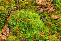 Sphagnum moss (Sphagnum quinquefarium) Tomies Wood, Killarney National Park, County Kerry, Republic of Ireland, November