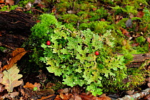 Tree lungwort (Lobaria pulmonaria) Tomies Wood, Killarney National Park, County Kerry, Republic of Ireland, November