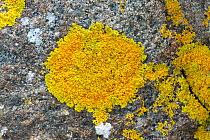 Lichen (Xanthoria aureola) Melmore Head, County Donegal, Republic of Ireland. February