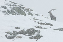 Alpine ibex (Capra ibex) in snowing conditions, the Alps, Gran Paradiso National Park, Italy. October 2008
