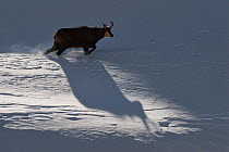Chamois (Rupicapra rupicapra) walking, casting shadow on the snow, Alps, Gran Paradiso National Park, Italy. November 2008