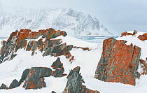 Lichen-covered rocks in snowy winter landscape. Sandfjorden, Varanger, Finnmark, Norway. March 2010