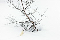 Stoat (Mustela erminea) in white winter coat in snow, Vauldalen, Sor-Trondelag, Norway.April