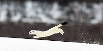 Stoat (Mustela erminea) leaping through snow in white winter coat. Vauldalen, Sor-Trondelag, Norway. April